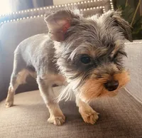 Boy 1, a male Yorkshire Terrier for sale in Atlanta, GA – Photo 2 of 6