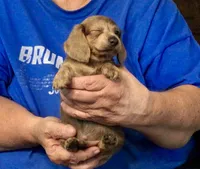 Brindle Long Hair Male #2, a male Miniature Dachshund for sale in Branson West, MO – 6 of 6