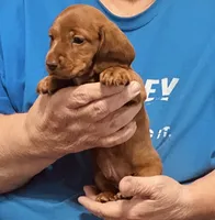 Red Dapple Male #1, a male Dachshund for sale in Branson West, MO – 10 of 10