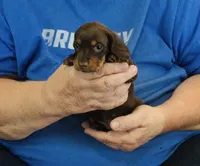 Chocolate/Tan Male #1, a male Miniature Dachshund for sale in Branson West, MO – 4 of 5