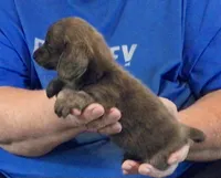 Blue Brindle Long Hair Male #1, a male Miniature Dachshund for sale in Branson West, MO – 2 of 5