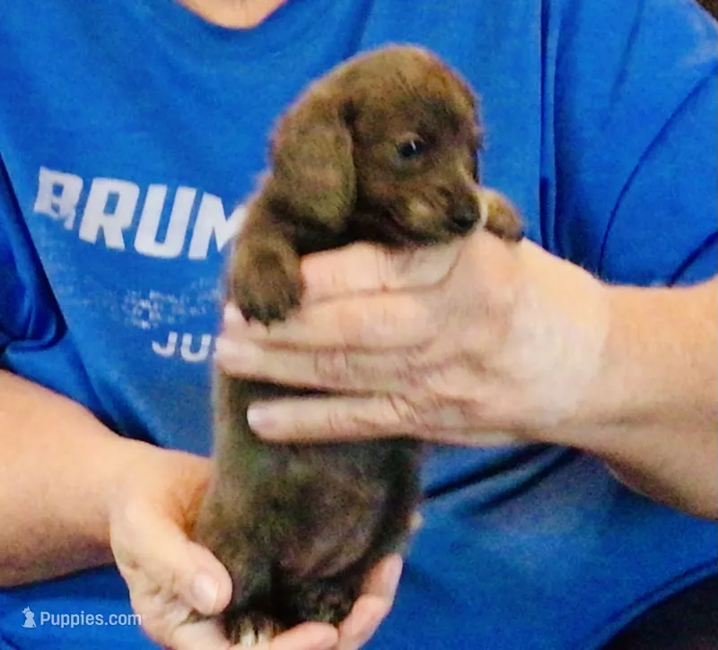 Blue Brindle Long Hair Male #1 – Miniature Dachshund puppy for sale in Branson West, MO