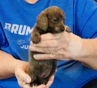 Blue Brindle Long Hair Male #1, a male Miniature Dachshund for sale in Branson West, MO – 1 of 5