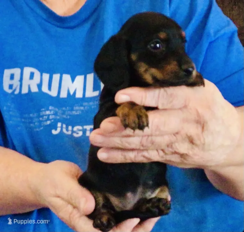 Black/Tan Female #2 – Miniature Dachshund puppy for sale in Branson West, MO