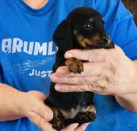 Black/Tan Female #2, a female Miniature Dachshund for sale in Branson West, MO – 1 of 8
