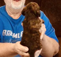 Dark Brindle Female, a female Miniature Dachshund for sale in Branson West, MO – 4 of 4