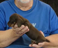 Chocolate Tan Female, a female Dachshund for sale in Branson West, MO – 2 of 4