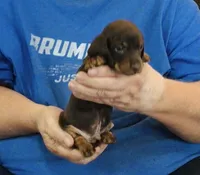 Chocolate/Tan Male #2, a male Miniature Dachshund for sale in Branson West, MO – 2 of 5