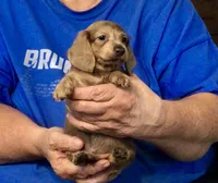 Brindle Long Hair Male #2, a male Miniature Dachshund for sale in Branson West, MO – 3 of 6