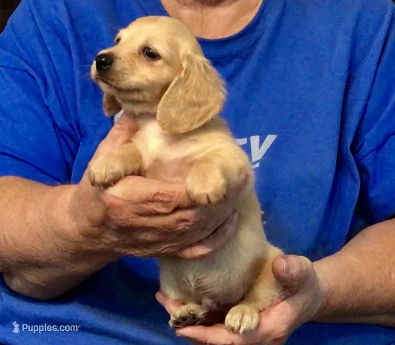 Cream Long Hair Male #2 – Miniature Dachshund puppy for sale in Branson West, MO