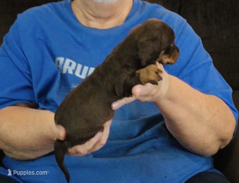 Chocolate/Tan Male #1 – Dachshund puppy for sale in Branson West, MO