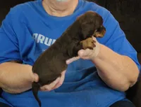 Chocolate/Tan Male #1, a male Dachshund for sale in Branson West, MO – 1 of 5