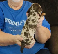Chocolate Dapple Male #1, a male Miniature Dachshund for sale in Branson West, MO – 2 of 5