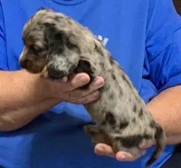 Silver Dapple Male L/H, a male Dachshund for sale in Branson West, MO – 5 of 9