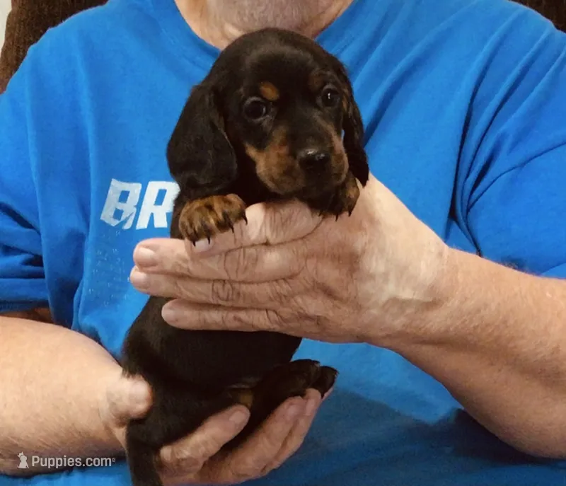 Black/Tan Male – Dachshund puppy for sale in Branson West, MO