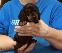Black/Tan Male, a male Dachshund for sale in Branson West, MO – 1 of 6