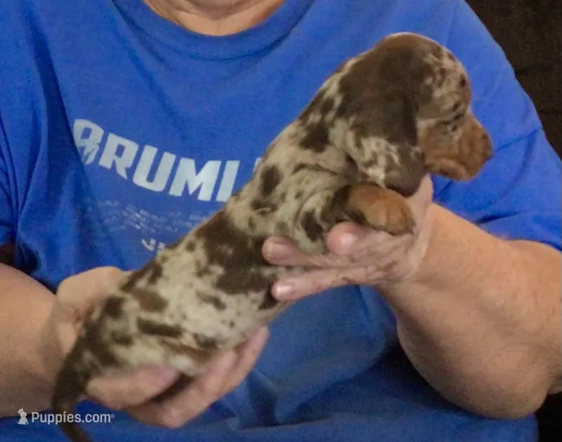 Chocolate Dapple Male #1 – Dachshund puppy for sale in Branson West, MO