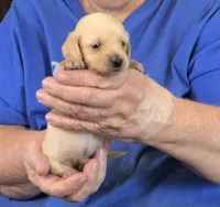 Cream L/H-Male #6, a male Dachshund for sale in Branson West, MO – Photo 2 of 3