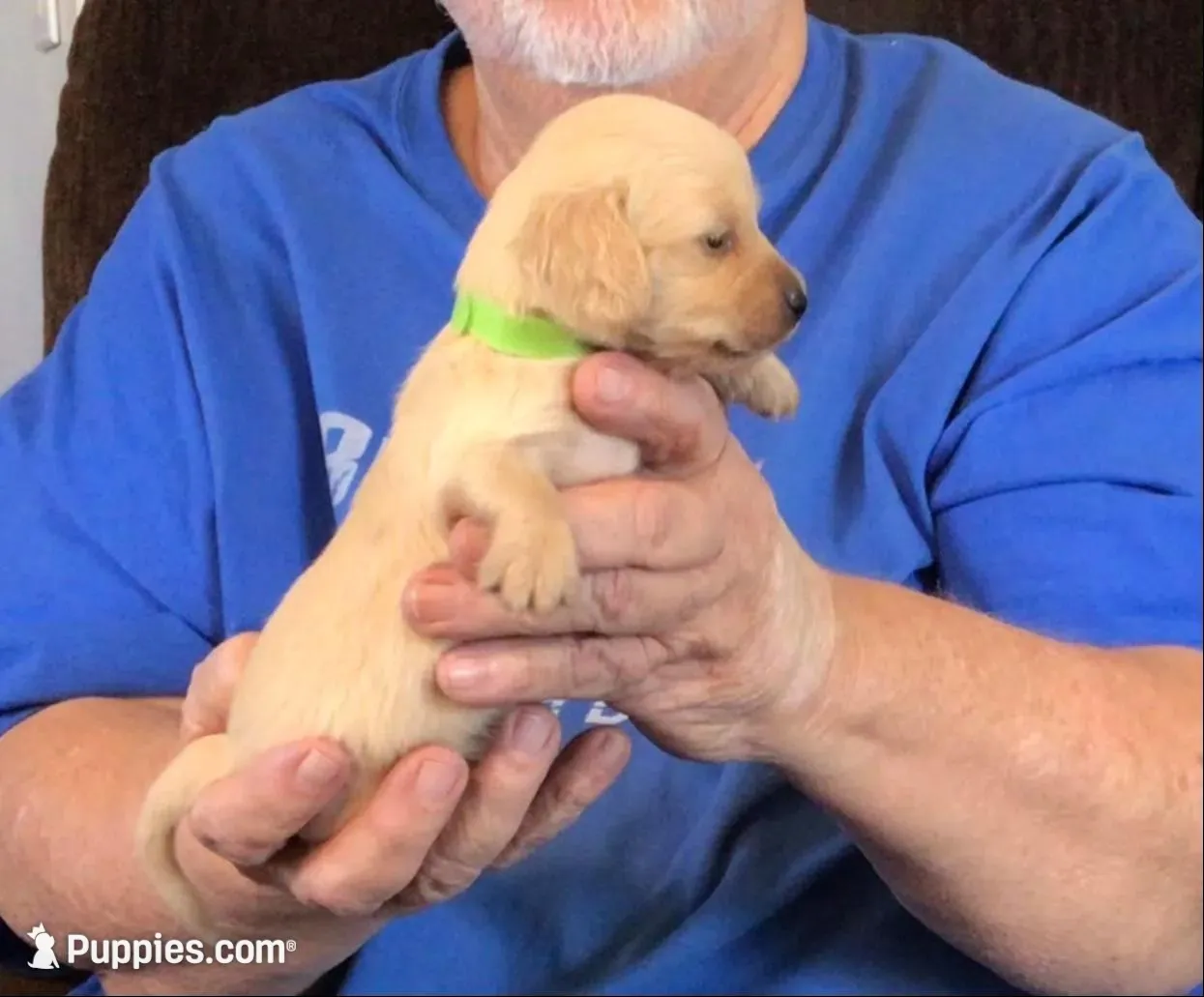 Cream L/H-Male #6 – Dachshund puppy for sale in Branson West, MO