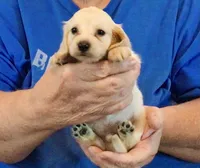 Cream Long Hair Male #1, a male Miniature Dachshund for sale in Branson West, MO – 6 of 6