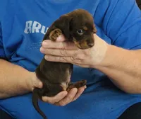 Chocolate/Tan Male #1, a male Miniature Dachshund for sale in Branson West, MO – 2 of 5