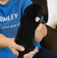 Black/Tan Female #1, a female Dachshund for sale in Branson West, MO – 4 of 6