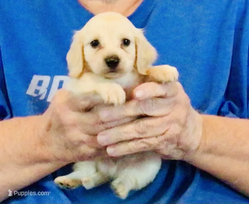 Cream Long Hair Male #1 – Miniature Dachshund puppy for sale in Branson West, MO