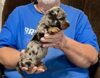Silver Dapple Male L/H, a male Dachshund and Miniature Dachshund for sale in Branson West, MO – 5 of 9
