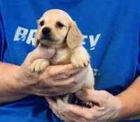 Cream Long Hair Male #2, a male Miniature Dachshund for sale in Branson West, MO – 3 of 6