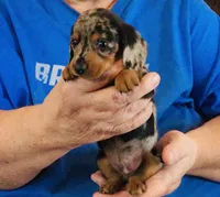 Silver Dapple Male, a male Dachshund for sale in Branson West, MO – 5 of 6