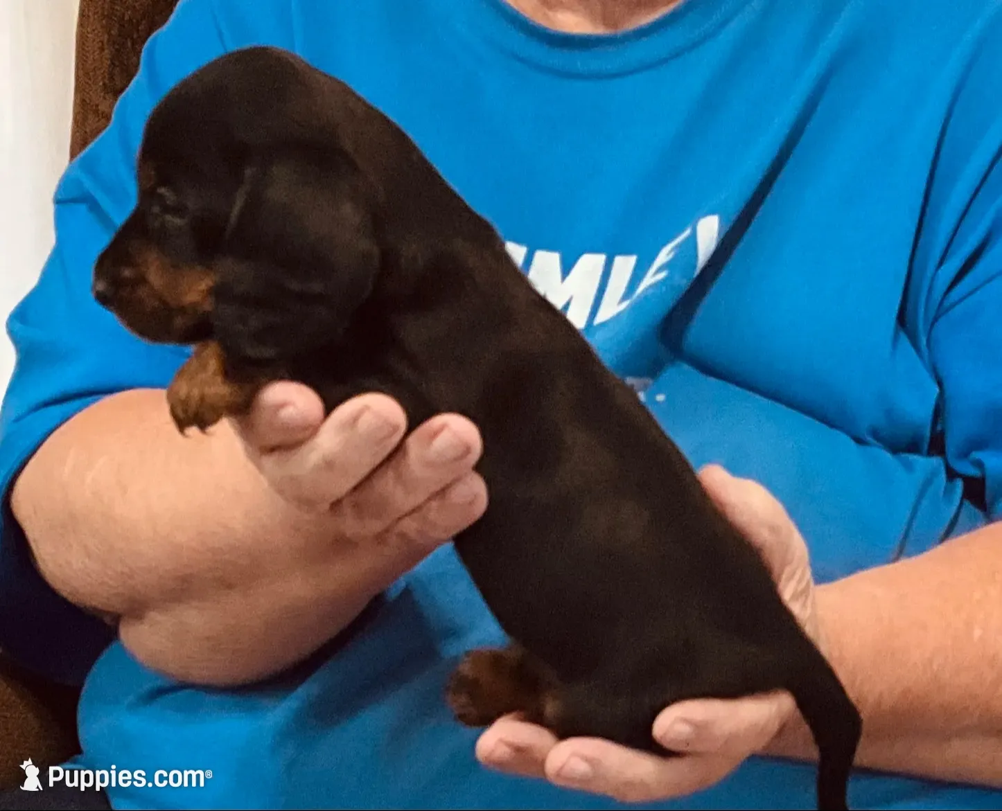 Black/Tan Male, a male Dachshund and Miniature Dachshund for sale in Branson West, MO – 3 of 4