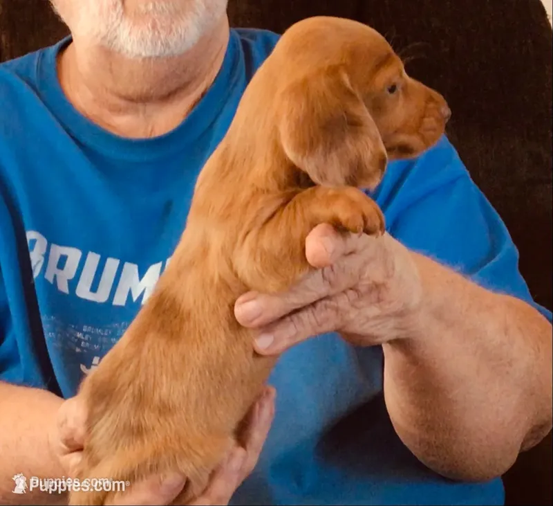 Red Dapple Male #1 – Dachshund puppy for sale in Branson West, MO