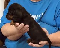 Black/Tan Male, a male Dachshund for sale in Branson West, MO – 6 of 6