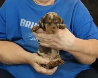 Chocolate Dapple Male #2, a male Dachshund for sale in Branson West, MO – 4 of 5