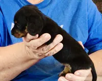 Black/Tan Female #1, a female Dachshund for sale in Branson West, MO – 2 of 6