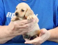Cream Long Hair Male #2, a male Miniature Dachshund for sale in Branson West, MO – 2 of 6