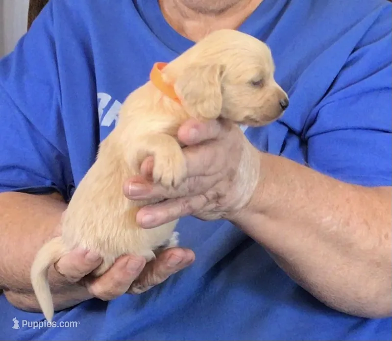 Cream L/H-Male #5 – Miniature Dachshund puppy for sale in Branson West, MO