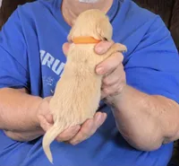 Cream L/H-Male #5, a male Miniature Dachshund for sale in Branson West, MO – Photo 3 of 3