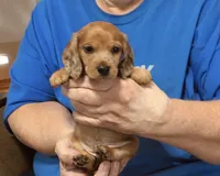 Red Dapple Male #2, a male Dachshund for sale in Branson West, MO – 4 of 10
