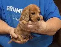 Red Dapple Male #2, a male Dachshund for sale in Branson West, MO – 3 of 10
