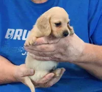 Cream Long Hair Male #2, a male Miniature Dachshund for sale in Branson West, MO – 5 of 6
