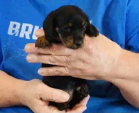 Black/Tan Female #1, a female Miniature Dachshund for sale in Branson West, MO – 4 of 6
