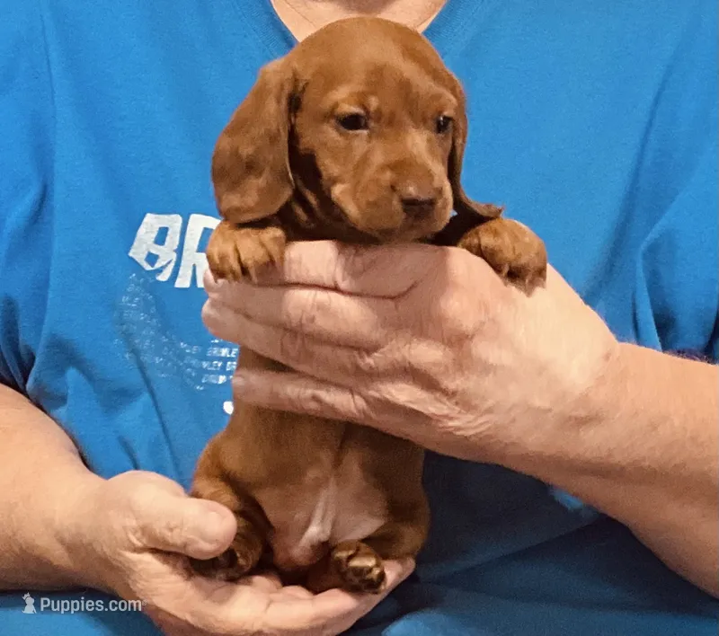 Red Dapple Male #1 – Dachshund puppy for sale in Branson West, MO