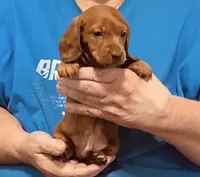 Red Dapple Male #1, a male Dachshund for sale in Branson West, MO – 1 of 10