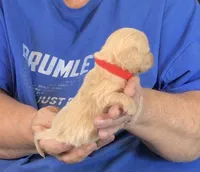 Cream L/H-Male #4, a male Miniature Dachshund for sale in Branson West, MO – Photo 2 of 3