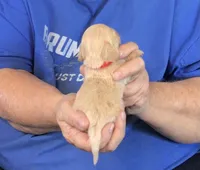 Cream L/H-Male #4, a male Miniature Dachshund for sale in Branson West, MO – Photo 3 of 3