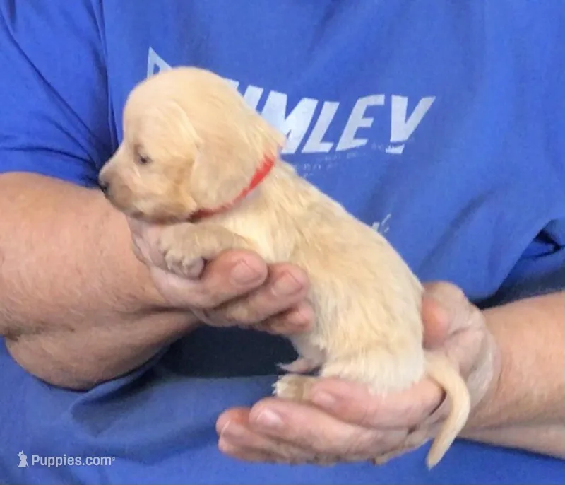 Cream L/H-Male #4 – Miniature Dachshund puppy for sale in Branson West, MO