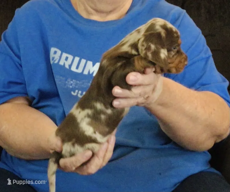 Chocolate Dapple Male #2 – Miniature Dachshund puppy for sale in Branson West, MO