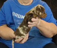 Chocolate Dapple Male #2, a male Miniature Dachshund for sale in Branson West, MO – 1 of 5