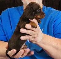 Chocolate/Tan Male , a male Miniature Dachshund for sale in Branson West, MO – 5 of 5